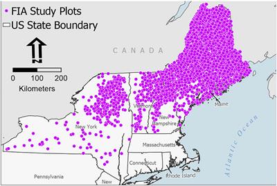 Salvage decision-making based on carbon following an eastern spruce budworm outbreak